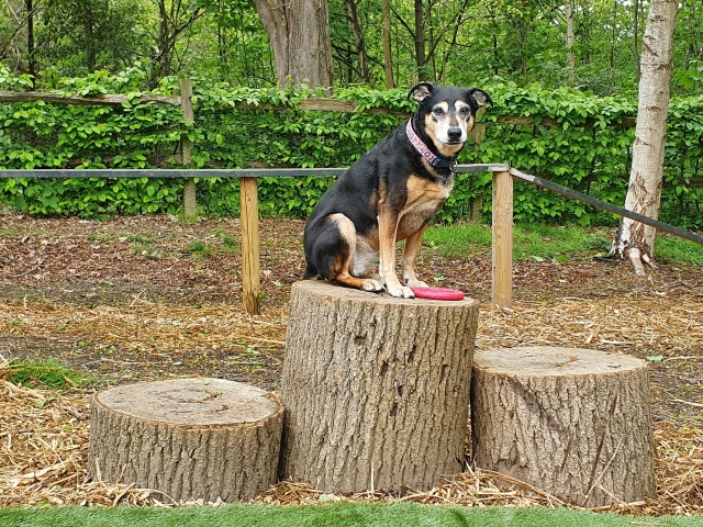 Cassie on Dog Park podium